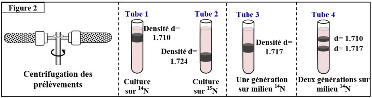 Nature de l’information génétique